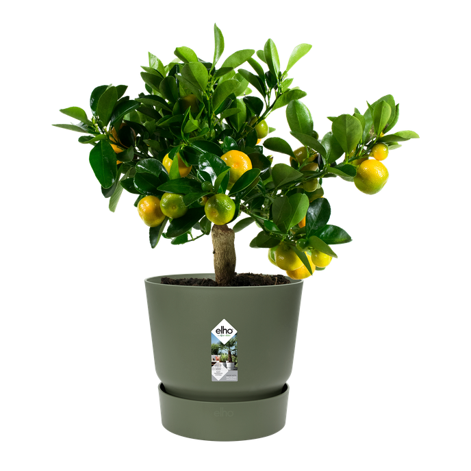 greenville round 25cm leaf green